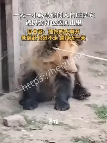 西藏昌都藏马熊闯民宅