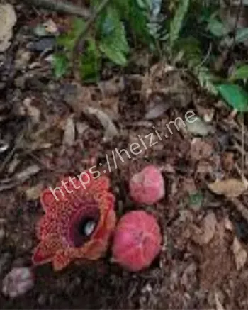 寄生花连续三年开花